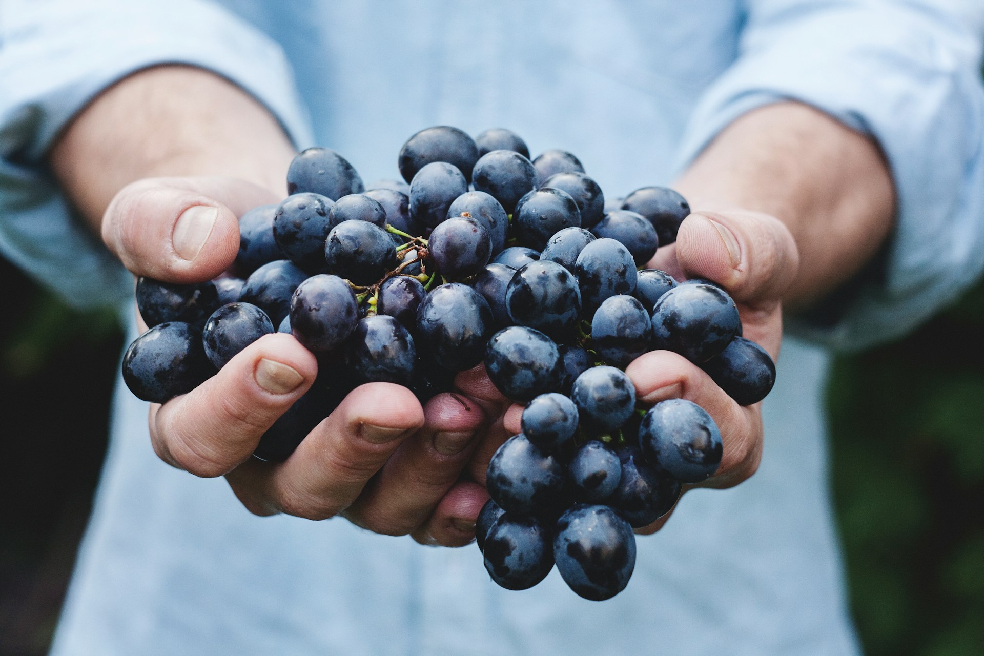 Reife Weintrauben für italienischen Wein